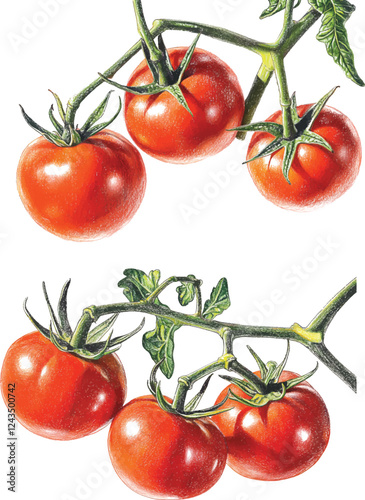 Watercolor vector illustrations drawings of three red ripe fresh tomatoes