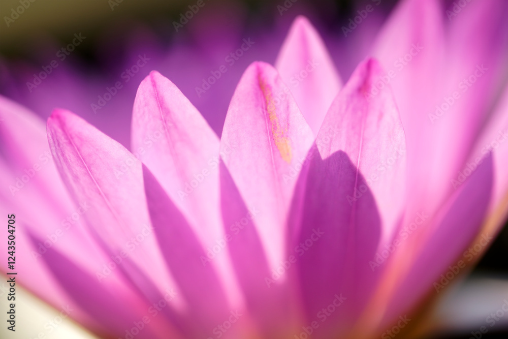 Delicate Close-Up of a Pink Water Lily Petals in Soft Focus Delicate Close-Up of a Pink Water Lily Petals in Soft Focus