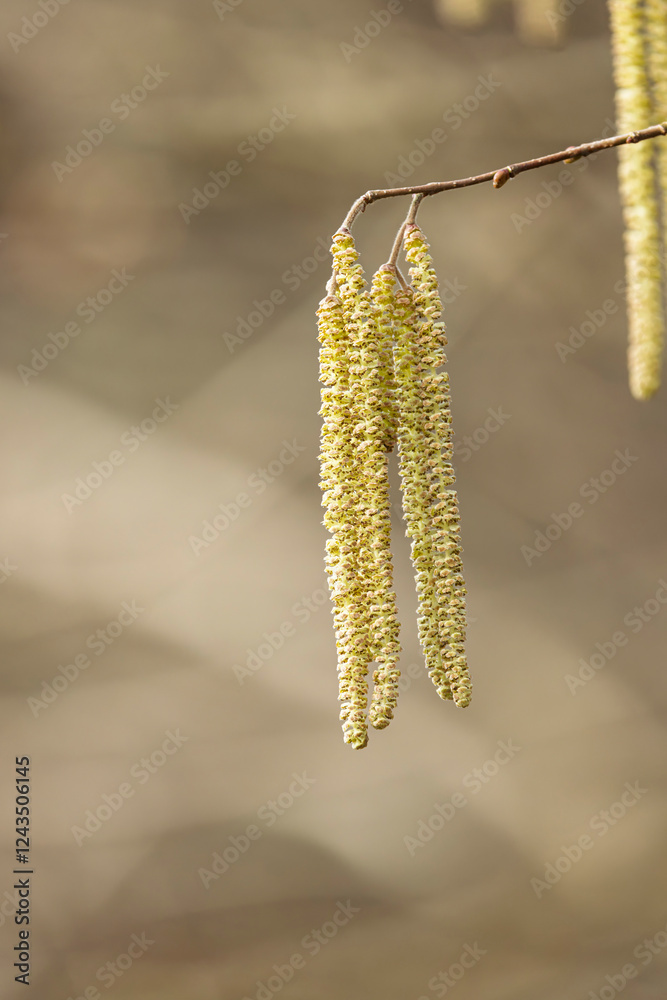 Willow or hazelnut Catkins in winter time Willow or hazelnut Catkins in winter time