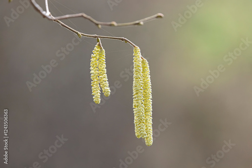 Willow or hazelnut Catkins in winter time