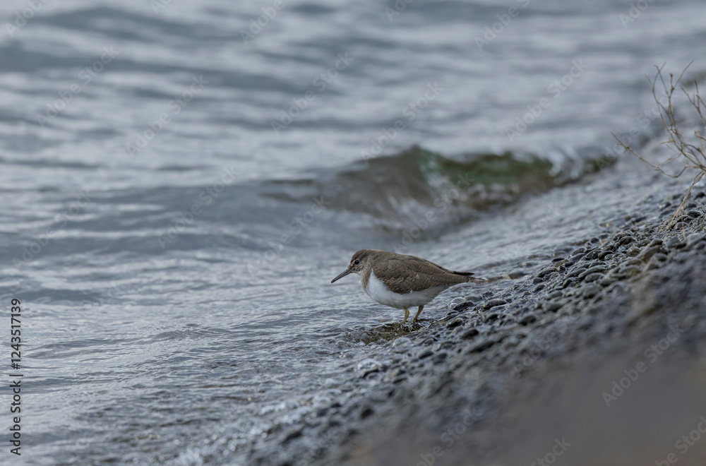 Common Sandpiper Tringa or Actitis hypoleucos wading Common Sandpiper Tringa or Actitis hypoleucos wading