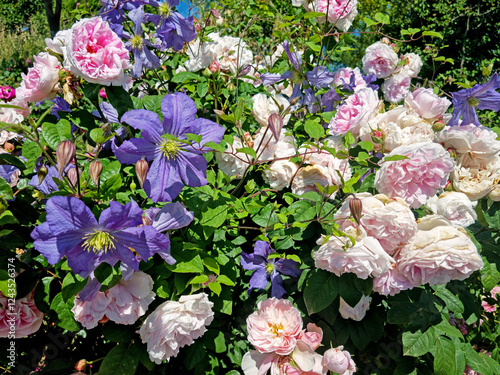 Clématites bleues et roses anglaises Rosalba Carriera en mélange de fleurs, arbuste luxuriant en massif avec feuillage vert, photographie de jardin botanique en été ou au printemps. Style regency
