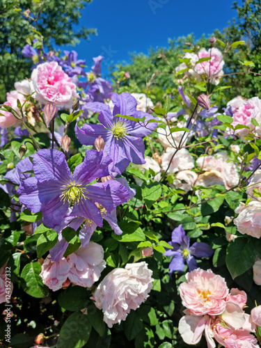 Clématites bleues et roses anglaises Rosalba Carriera en mélange de fleurs, arbuste luxuriant en massif avec feuillage vert, photographie de jardin botanique en été ou au printemps. Style regency