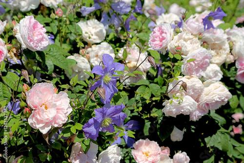 Canvastavla Clématites bleues et roses anglaises Rosalba Carriera en mélange de fleurs, arbuste luxuriant en massif avec feuillage vert, photographie de jardin botanique en été ou au printemps