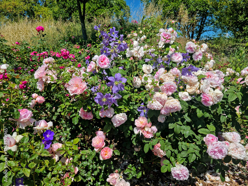 Fotografie Clématites bleues et roses anglaises Rosalba Carriera en mélange de fleurs, arbuste luxuriant en massif avec feuillage vert, photographie de jardin botanique en été ou au printemps