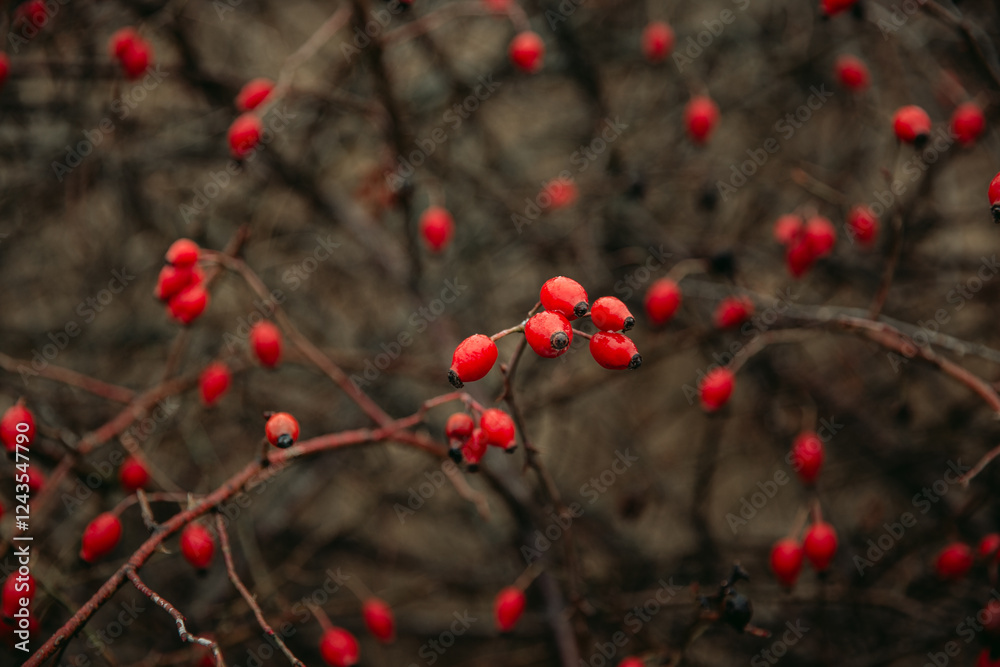 Red rosehip berries on a bush, useful berries, nature
Red rosehip berries on a bush, useful berries, nature