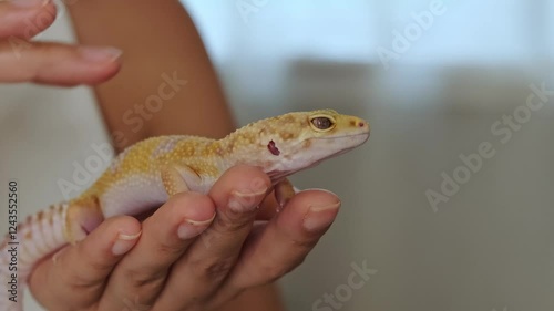A gecko rests calmly in a person's hand, showcasing its vibrant scales and gentle nature. This image highlights the bond between humans and exotic pets, promoting care and responsibility.