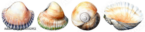 A flat, disk-shaped limpet shell with a rough exterior and a smooth inner surface, displayed on a transparent background. Its earthy colors blend naturally.