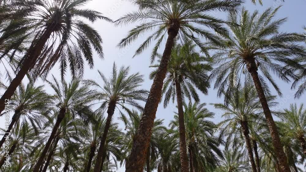 Abstract shot looking up at date palms on large plantation in Tozeur, agriculture and economy in Tunisia
Abstract shot looking up at date palms on large plantation in Tozeur, agriculture and economy in Tunisia