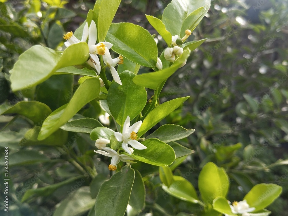 Obraz premium apple tree flowers