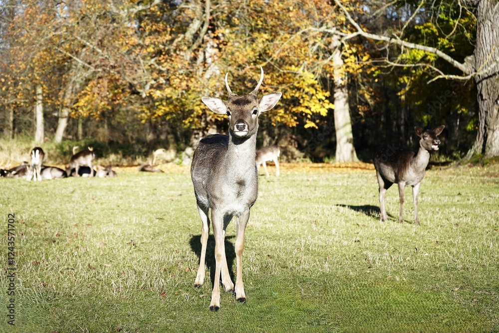 A stunning close-up of a wild deer, capturing its expressive eyes, detailed fur, and majestic antlers. The natural lighting enhances the beauty of this graceful animal, highlighting its presence in th A stunning close-up of a wild deer, capturing its expressive eyes, detailed fur, and majestic antlers. The natural lighting enhances the beauty of this graceful animal, highlighting its presence in th