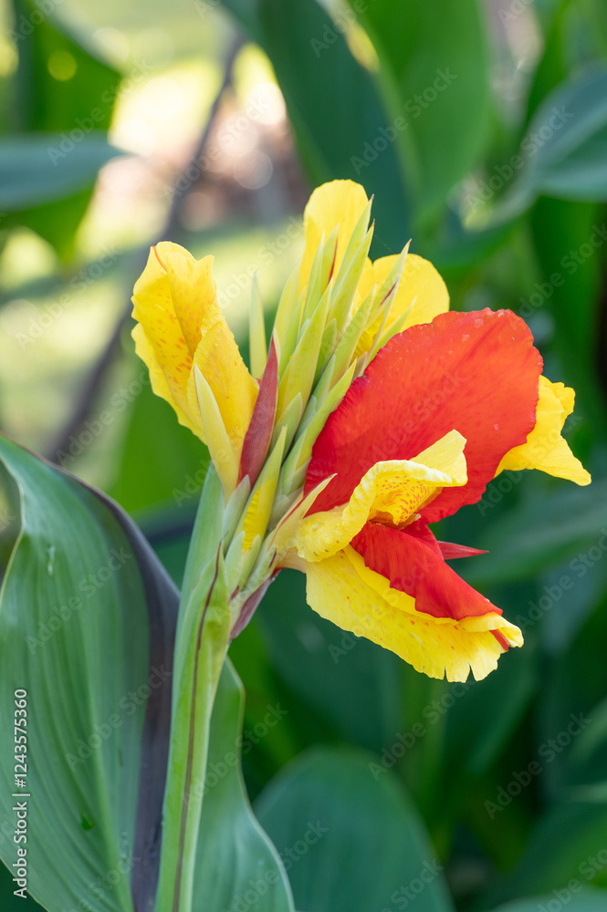Fototapeta premium A canna lily flower in a Texas garden