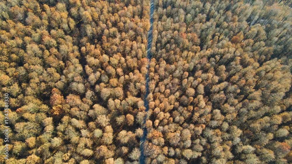 4k aerial video of autumn forest with vibrant foliage and winding trail through serene woodland 4k aerial video of autumn forest with vibrant foliage and winding trail through serene woodland