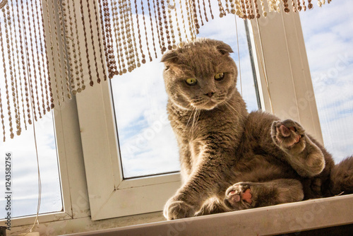 yellow-eyed gray cat, sitting on the windowsill, on the butt, portrait, face, 
flattened ears, against the background of the sky and clouds, domestic, well-groomed, adult, purebred, breed, Scottish fo photo