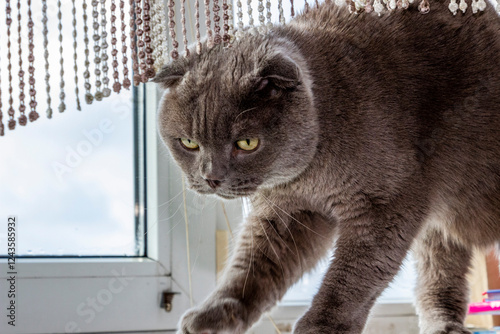yellow-eyed gray cat, sitting on the windowsill, portrait, face, 
flattened ears, short-haired, well-groomed, adult, purebred, breed, Scottish fold, pet, domestic, animal