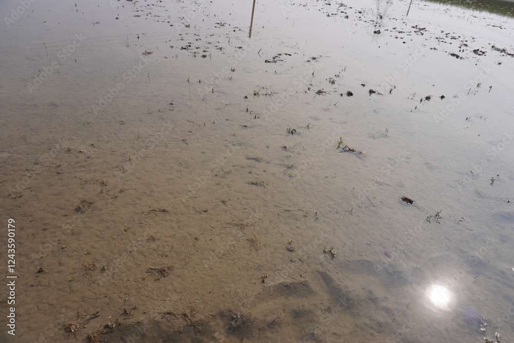 The calm water level on the agricultural field and the sun reflection has fallen on the water