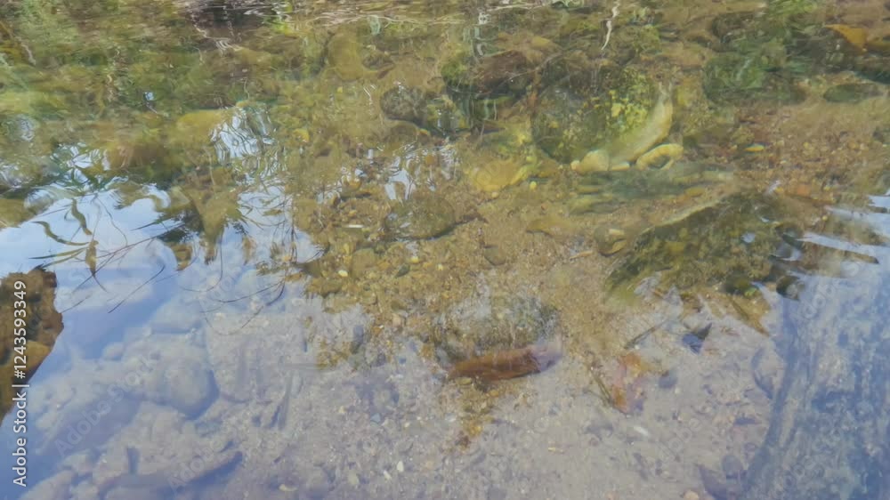 River water that is still clear and clean River water that is still clear and clean