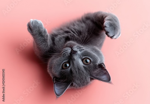 Adorable gray kitten with playful expression lying on pink background, showcasing cute features and vibrant eyes, perfect for pet lovers and feline enthusiasts photo