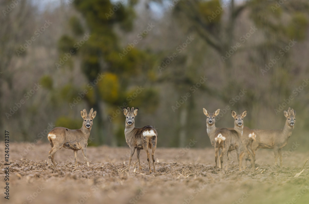 European Roe-Deer Capreolus capreolus in close-up in velebt in winter European Roe-Deer Capreolus capreolus in close-up in velebt in winter