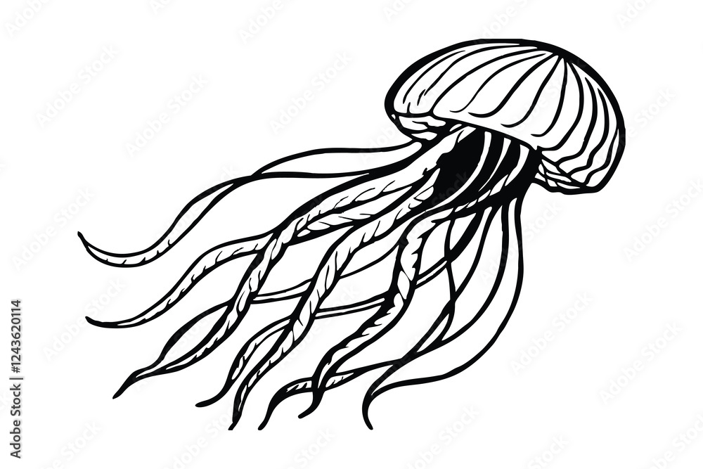 Silhouette of jellyfish isolated on a white background