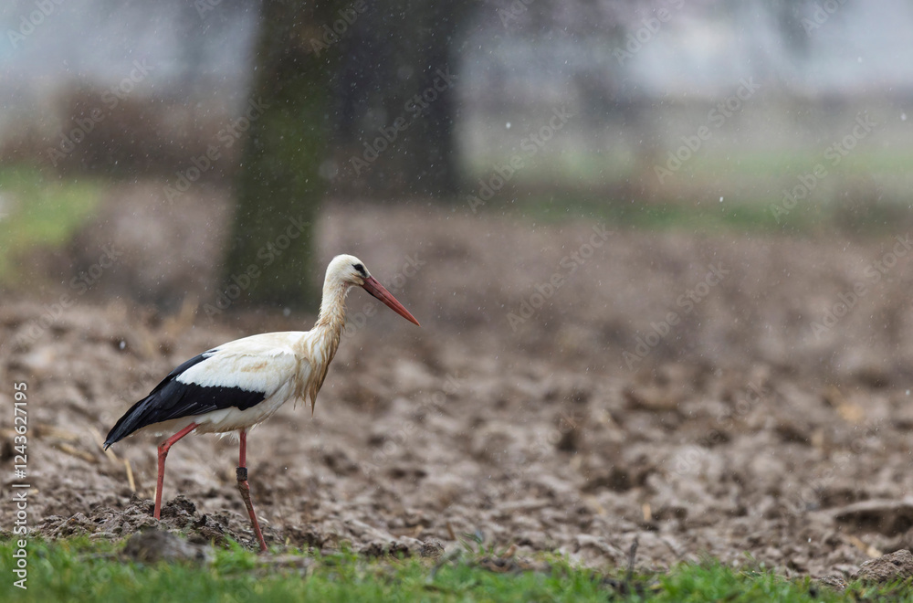 Fototapeta premium white stork Ciconia Ciconia in portrait mode