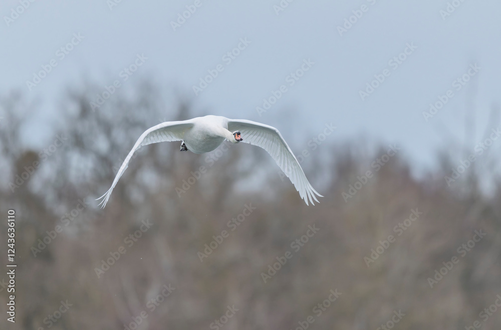 Mute Swan Cygnus olor swimming or flying over the Rhine in Alsace Mute Swan Cygnus olor swimming or flying over the Rhine in Alsace
