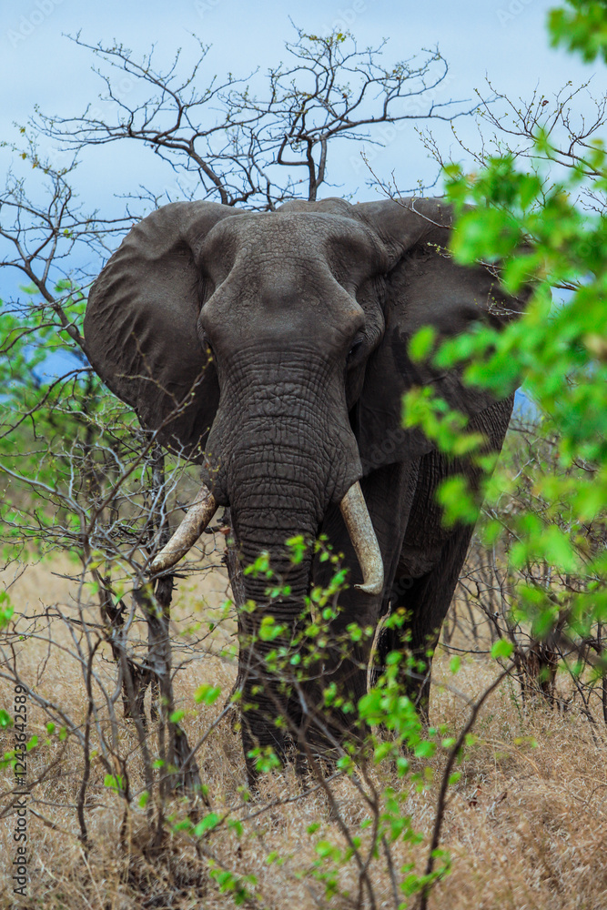 African elephant foraging among lush vegetation in Kruger National Park South Africa