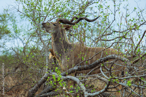 Kudu bull grazing on foliage surrounded by leafy vegetation in Kruger National Park