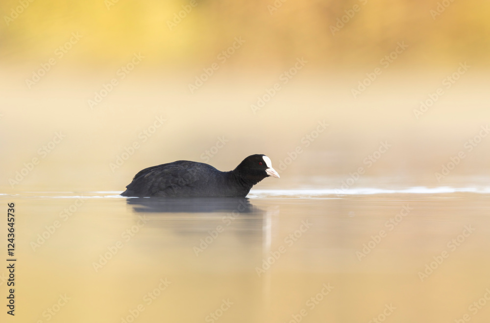 Common Coot Fulica atra swimming on a pond in France Common Coot Fulica atra swimming on a pond in France