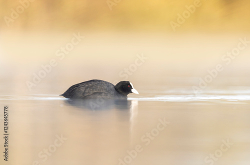 Common Coot Fulica atra swimming on a pond in France photo