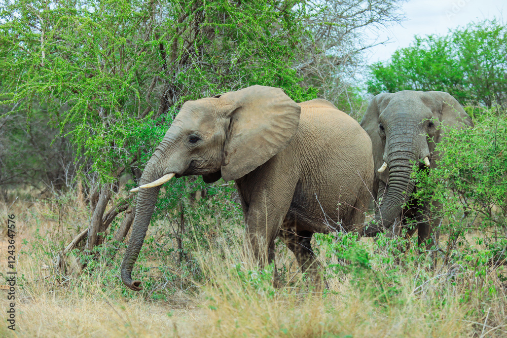 Fototapeta premium Elephants grazing in the lush greenery of Kruger National Park, South Africa during daylight