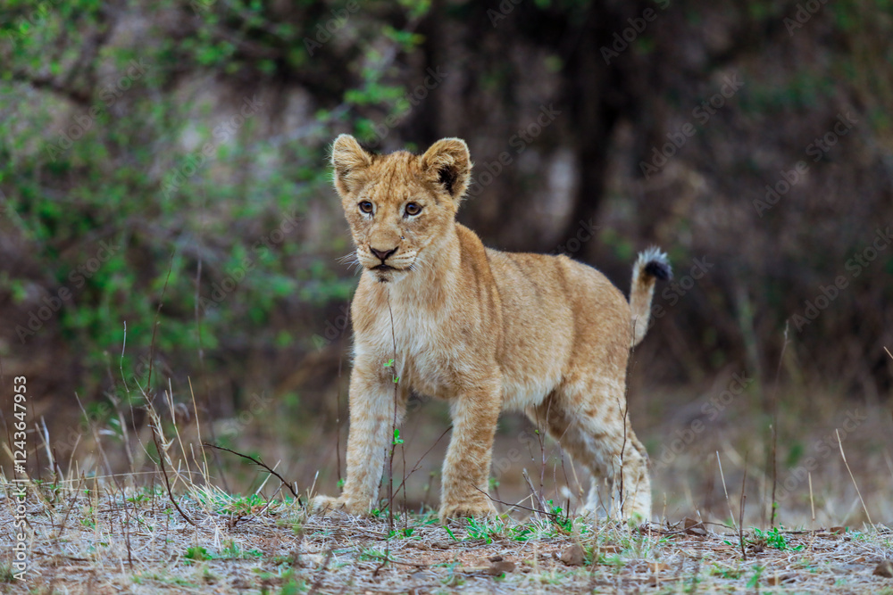 Fototapeta premium Young lion cub explores its habitat in Kruger National Park, South Africa, by day