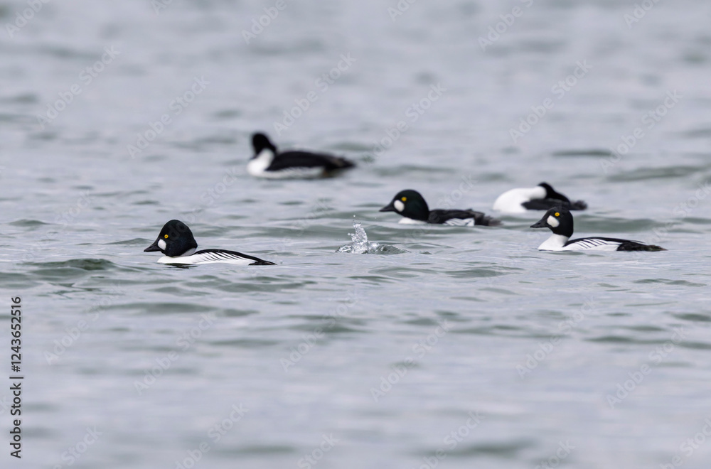 Fototapeta premium Common Goldeneye Bucephala clangula swimming on or flying over the Rhine during wintertime