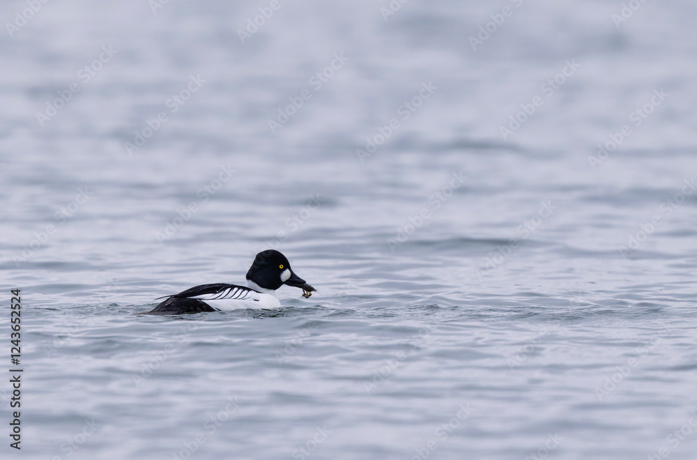 Fototapeta premium Common Goldeneye Bucephala clangula swimming on or flying over the Rhine during wintertime