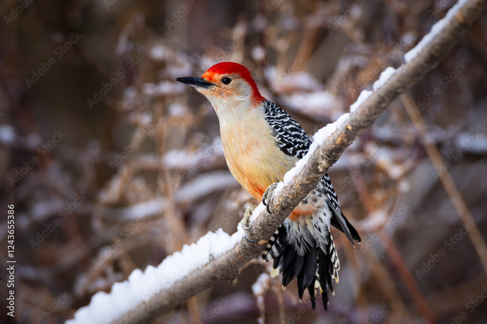 A male Red-bellied woodpecker on a branch in winter