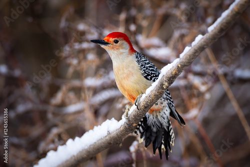 Obraz na płótnie A male Red-bellied woodpecker on a branch in winter w salonie