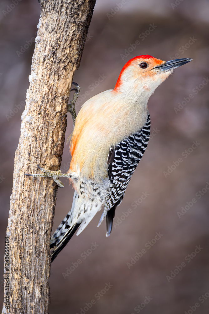 A male Red-bellied woodpecker on a branch in winter