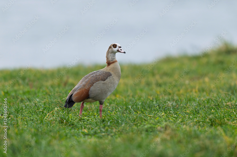 Egyptian goose Alopochen aegyptiaca, an invasive species for France Egyptian goose Alopochen aegyptiaca, an invasive species for France