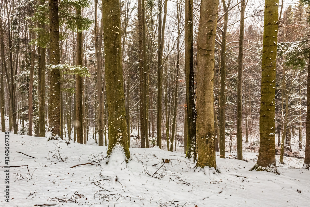 Fototapeta premium Landscapes - Forest - Europe, Romania, Suceava region 
