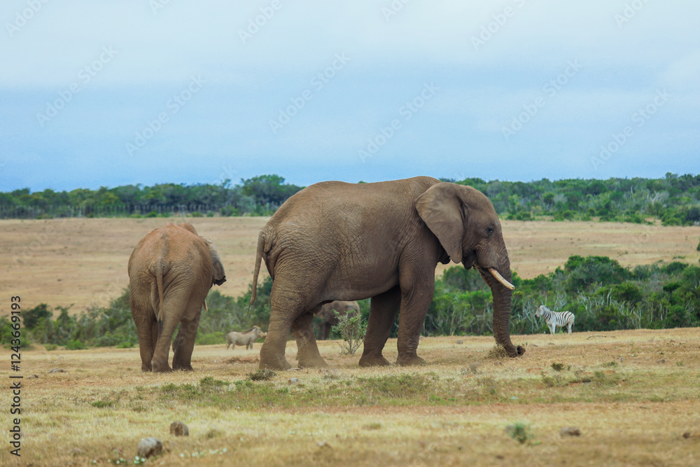Elephants stroll through a South African landscape with zebras in the afternoon Elephants stroll through a South African landscape with zebras in the afternoon