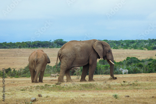 Elephants stroll through a South African landscape with zebras in the afternoon