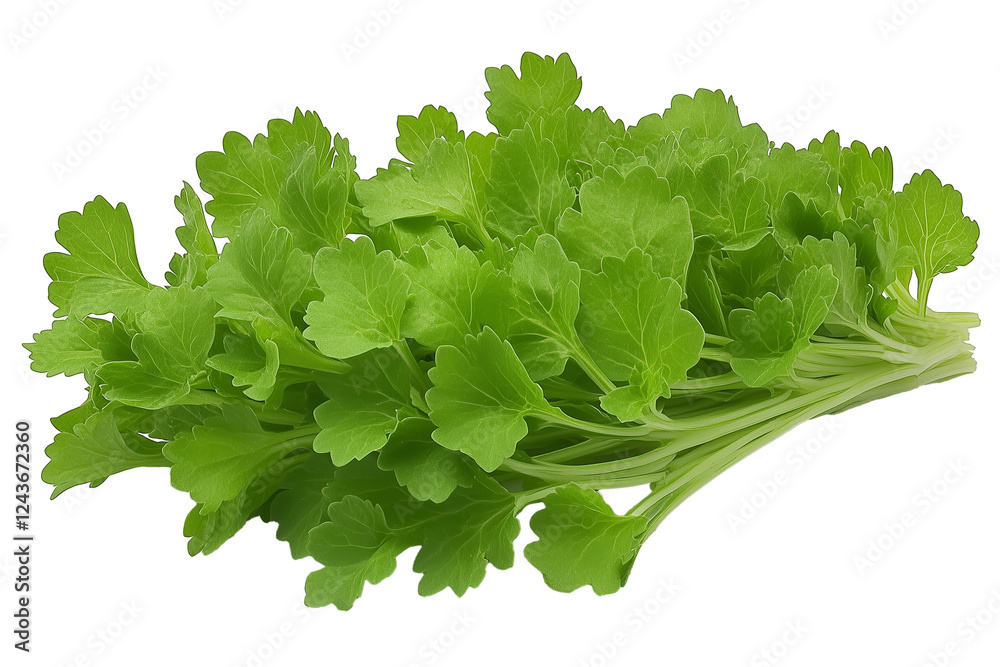 PNG cut out isolated background. A bunch of fresh green leafy vegetables with vibrant color and crisp texture. PNG cut out isolated background. A bunch of fresh green leafy vegetables with vibrant color and crisp texture.
