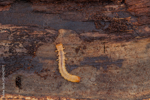 Larva of Cardinal Beetle Pyrochroa sp. under lose bark photo