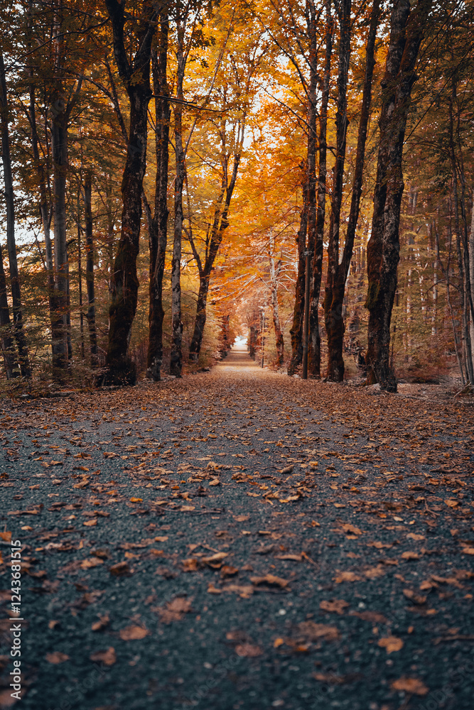 Chemin Forestier en automne avec feuilles orangées. Chemin Forestier en automne avec feuilles orangées.