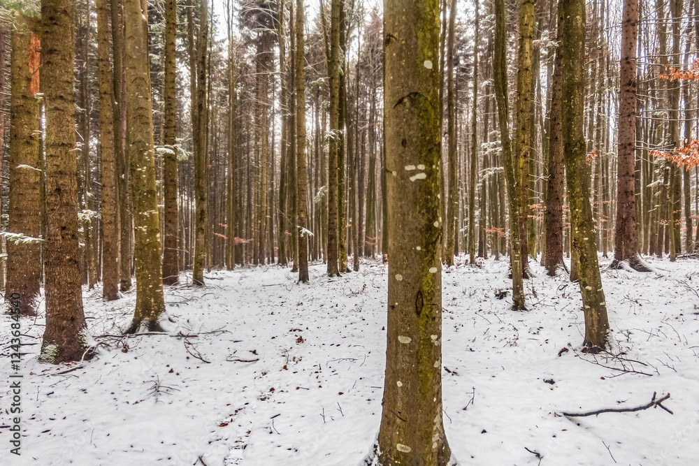 Fototapeta premium Landscapes - Forest - Europe, Romania, Suceava region 