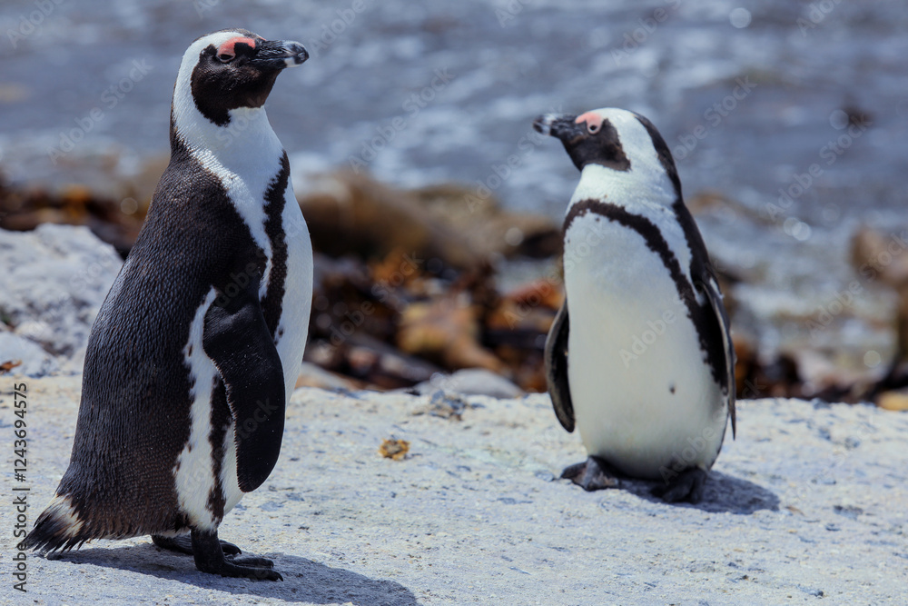 Obraz premium African penguins standing near the shore in South Africa during a sunny day by the sea