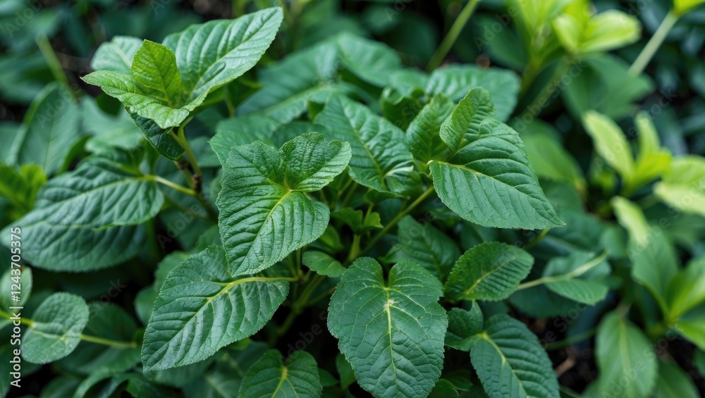 Closeup of lush green leaves showcasing detailed textures in a vibrant garden setting conveying freshness and vitality of nature. Closeup of lush green leaves showcasing detailed textures in a vibrant garden setting conveying freshness and vitality of nature.