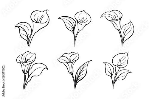 Calla Lily (Zantedeschia aethiopica) line art vector illustration