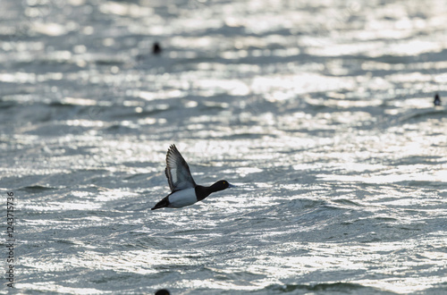 Tufted Duck Aythya fuligula swimming on or flying over the Rhine, Alsace, Eastern France