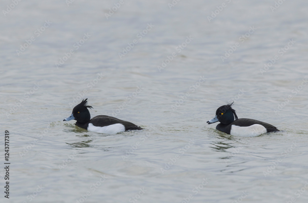 Fototapeta premium Tufted Duck Aythya fuligula swimming on or flying over the Rhine, Alsace, Eastern France